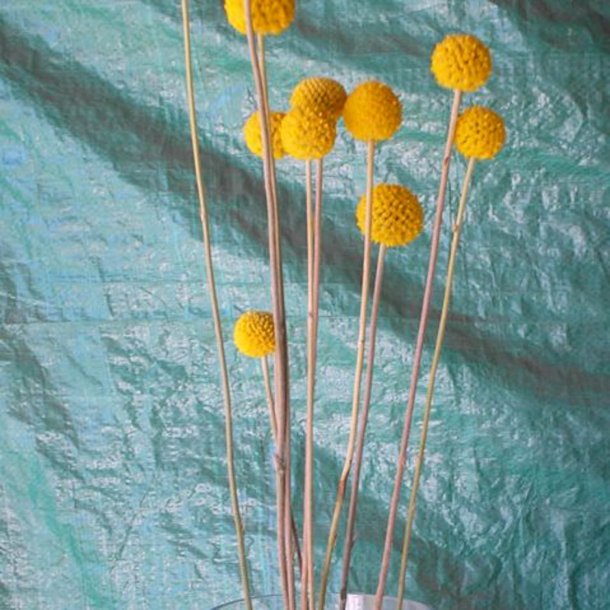 Drumsticks <br><i>Craspedia globosa</i><br><br>
