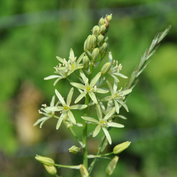 Asparges, Vild - <br>Pyrenisk fuglemlk<br><i>Ornithogalum pyrenaicum</i>