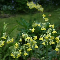 Primula, <br>Kmpe-<br><i>Primula florindae</i>