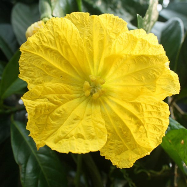 Luffa, loofah <br><i>Luffa aegyptiaca/ Luffa cylindrica</i>