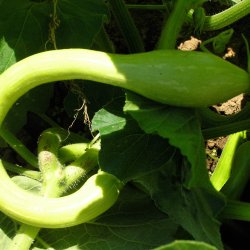 Courgette, squash, zucchini<br>'Tromboncino' <br><i>Cucurbita moschata</i>