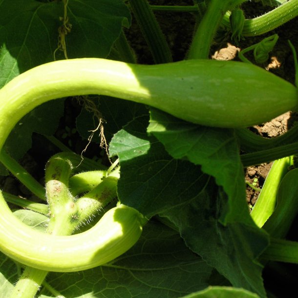 Courgette, squash, zucchini<br>'Tromboncino' <br><i>Cucurbita moschata</i>