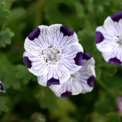 jeblomst <br>'Five Spot' <br><i>Nemophila maculata</i>