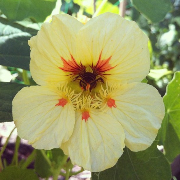 Tallerkensmkker <br>'Peach Melba'<br><i>Tropaeolum majus</i>