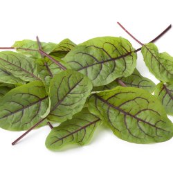 Syre, <br>Have- <br><i>Rumex rugosus</i> 