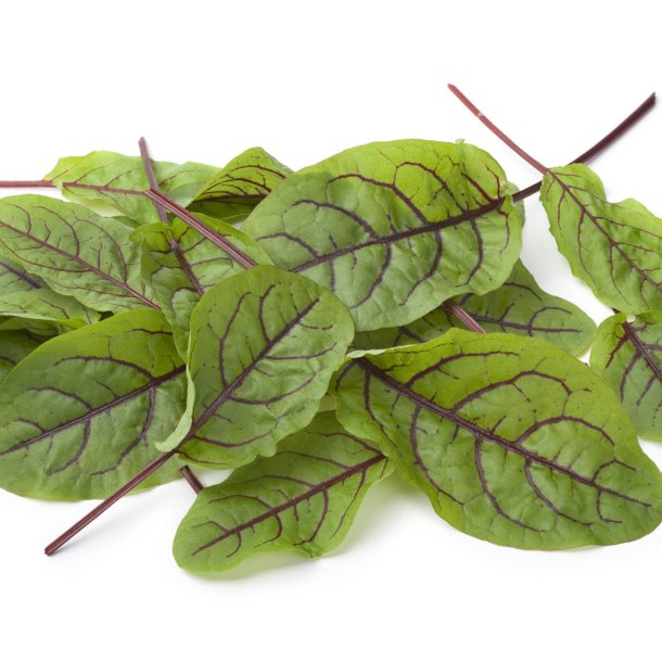 Syre, <br>Have- <br><i>Rumex rugosus</i> 