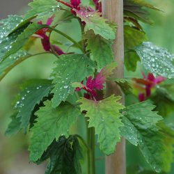 Trspinat <br><i>Chenopodium <br>giganteum</i>