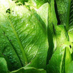 Salat, Romaine- <br>'Lobjoits Green'<br><i>Lactuca sativa L. <br>var. longifolia</i>