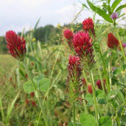 Klver, <br>Blod- <br><i> Trifolium incarnatum</i>