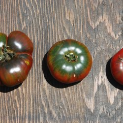 Tomat <br>'Black from Tula'<br><i>Lycopersicon esculentum</i>