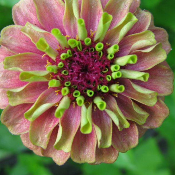 Frkenhat <br>'Queen Red Lime'<br><i>Zinnia elegans </i>