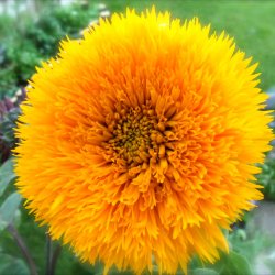 Solsikke <br>'Double Sunking' <br><i>Helianthus annuus</i>