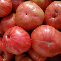 Tomat <br>'Vintage Wine' <br><i>Lycopersicon esculentum</i>