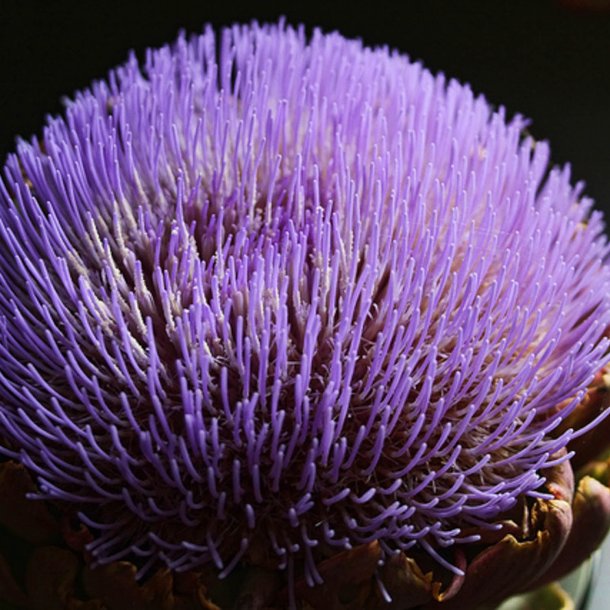 Artiskok <br>'Violet'<br><i>Cynara scolymus</i>