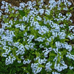 Forglemmigej, <br>Skov- <br>'Victoria Blue'<br><i>Myosotis sylvatica</i><br>