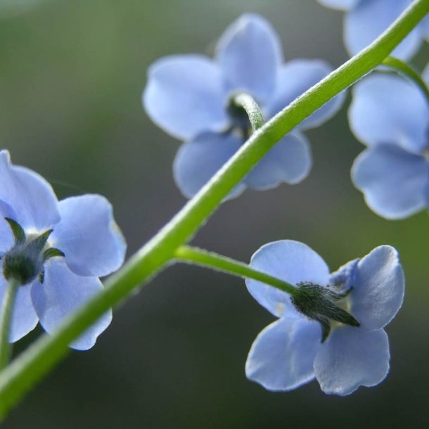 Forglemmigej, <br>Skov- <br>'Victoria Blue'<br><i>Myosotis sylvatica</i><br>