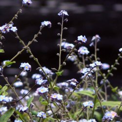Forglemmigej, <br>Skov- <br>'Victoria Blue'<br><i>Myosotis sylvatica</i><br>