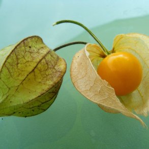 Ananaskirsebr <br><i>Physalis peruviana</i><br><br>