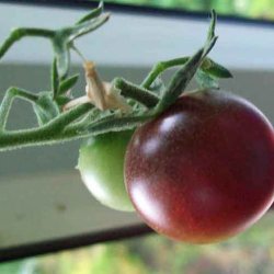 Tomat <br>'Rosella'<br><i>Lycopersicon esculentum</i>