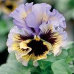 Stedmoder, Have- <br>'Frizzle Sizzle Mix' F1 <br><i>Viola x wittrockiana</i>