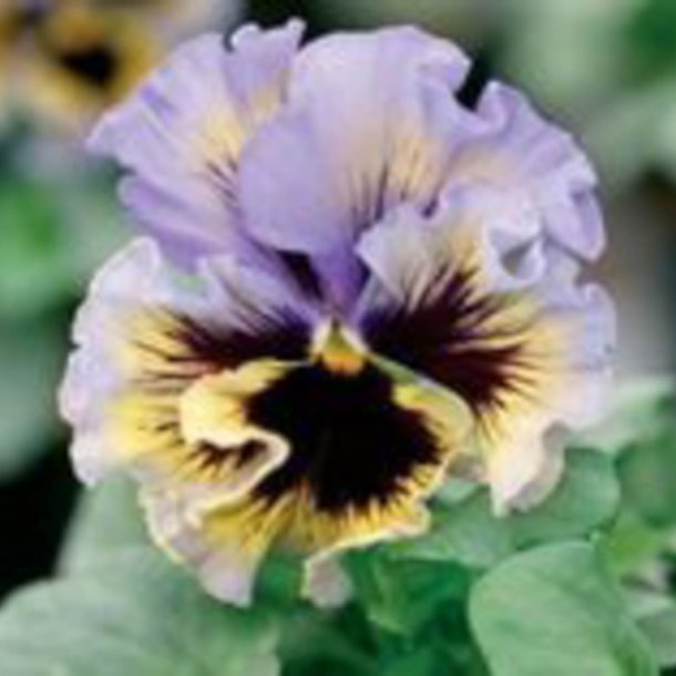 Stedmoder, Have- <br>'Frizzle Sizzle Mix' F1 <br><i>Viola x wittrockiana</i>