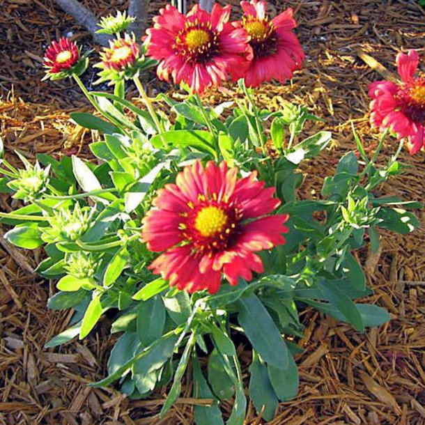 Kokardeblomst <br>'Burgundy' <br><i>Gaillardia aristata</i>