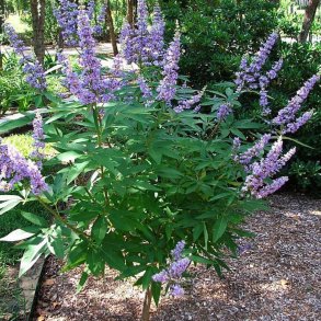 Kyskhedstr, <br>Munkepeber <br><i>Vitex agnus-castus </i>
