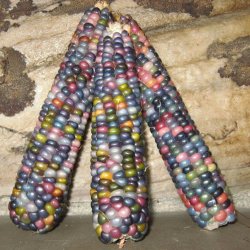 Majs, Indianer- <br>'Ice Lady'<br><i>Zea mays</i>