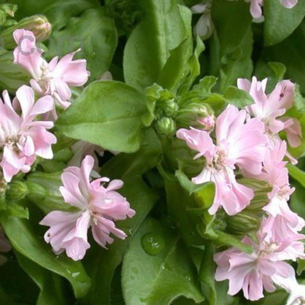 Limurt <br>'Peach Blossum' <br><i>Silene pendula</i>