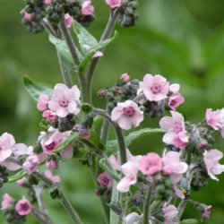 Hundetunge, Kinesisk, <br>Kinesisk forglemmigej <br>'Mystery Rose' <br><i>Cynoglossum amabile</i>