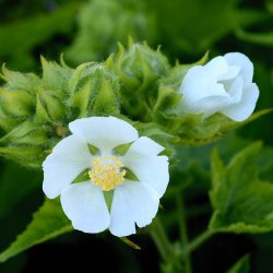 Kitaibelia, <br>Balkanmalva <i>Kitaibelia vitifolia</i>