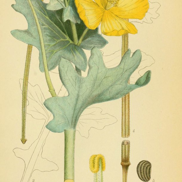 Hornskulpe, Strand-, <br>gul <br><i>Glaucium flavum </i>