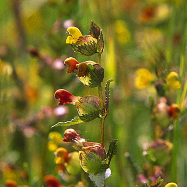 Skjaller, <br>Liden <br><i>Rhinanthus minor</i>