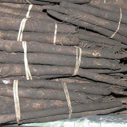 Skorzonerrod <br>'Long Black' <br><i>Scorzonera hispanica</i>