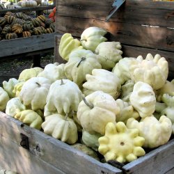 Courgette, squash, zucchini<br>'Yugoslavian Finger'<br><i>Cucurbita pepo</i>