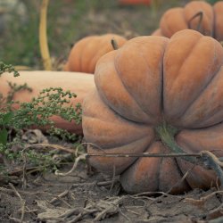 Grskar <br>'Musquee de Provence' <br><i>Curcubita moschata</i>