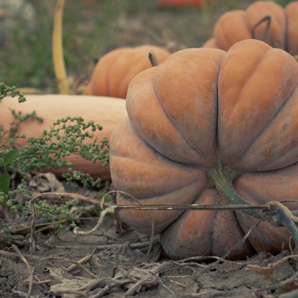 Grskar <br>'Musquee de Provence' <br><i>Curcubita moschata</i>