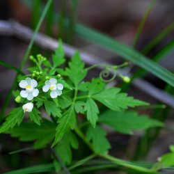 Ballonvin, 'Love in a Puff' <br><i>Cardiospermum halicacabum</i>