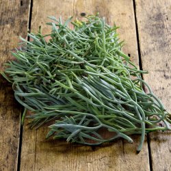 Fennikel, Strand-, <br>rock samphire, paccasassi <br><i>Crithmum maritimum </i>