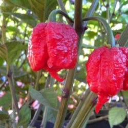 Chili <br>'Carolina Reaper' <br><i>Capsicum chinense</i>