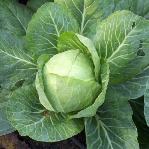 Hvidkl <br>'Copenhagen Market' <br><i>Brassica oleracea var. capitata alba</i>