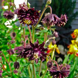 Akeleje <br>'Barlow Black' <br><i>Aquilegia vulgaris</i>