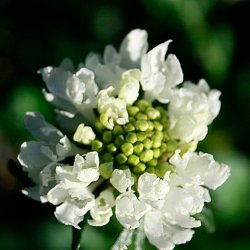 Enkeblomst <br>'Snow Maiden' <br><i>Scabiosa atropurpurea</i> 