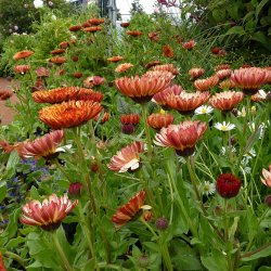 Morgenfrue 'Bronzed Beauty' <br><i>Calendula officinalis </i>