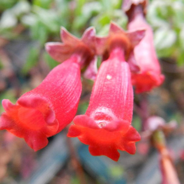 Sknhedsranke <br>'Tresco Mix'<br><i>Eccremocarpus scaber</i>