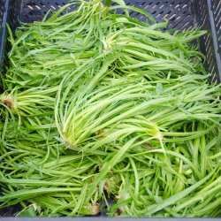 Minutina, Erba stella, <br>Fliget vejbred <br><i>Plantago coronopus </i>