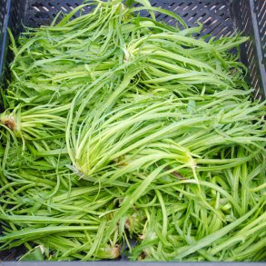 Minutina, Erba stella, <br>Fliget vejbred <br><i>Plantago coronopus </i>