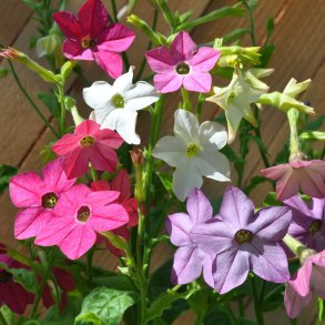 Tobak, Purpur- <br>'Perfume Mix' F1 <br><i>Nicotiana x sanderae</i>