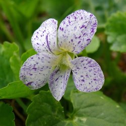 Viol, Pinse- <br>'Freckles' <br><i>Viola sororia </i>