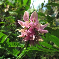 Paternoster-<br>bnne <br><i>Abrus precatorius</i>